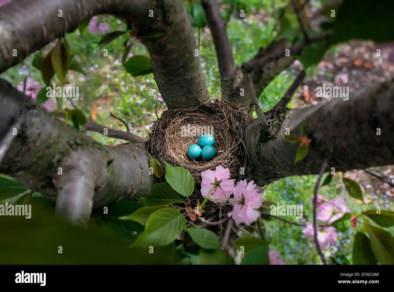 Robin's Nest Eier, Turdus migratorius Stockfoto