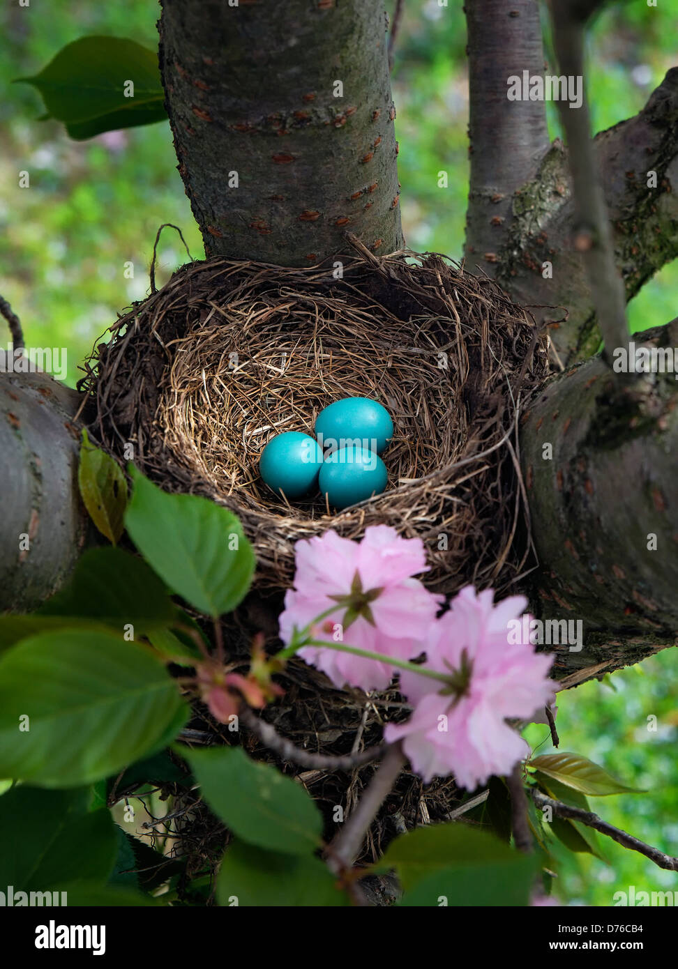Robin's Nest Eier, Turdus migratorius Stockfoto