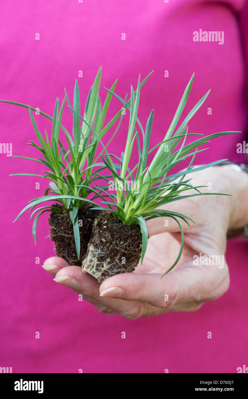 Gärtner-Hand mit großen Stecker von Dianthus Sommer Blumen Stockfoto