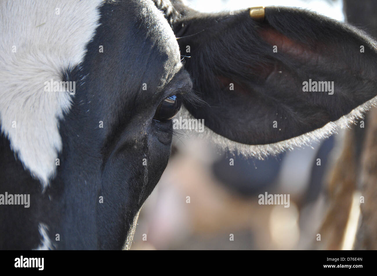 Kühe in einem Kuhstall auf einer Milchfarm. Fotografiert in Israel Stockfoto