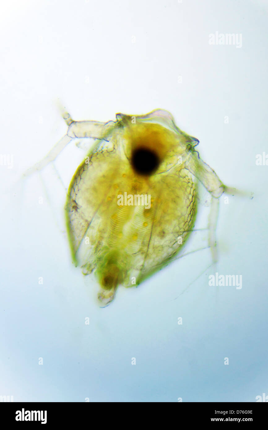 Daphnien ei Fotos und Bildmaterial in hoher Auflösung Alamy