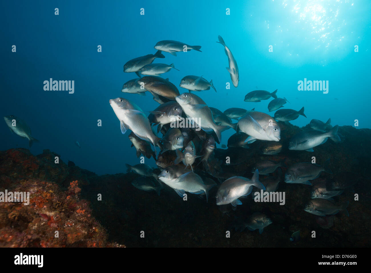 Fischschwarm von Brassen, Polyamblyodon Germanum, Aliwal Shoal, Indischer Ozean, Südafrika Stockfoto
