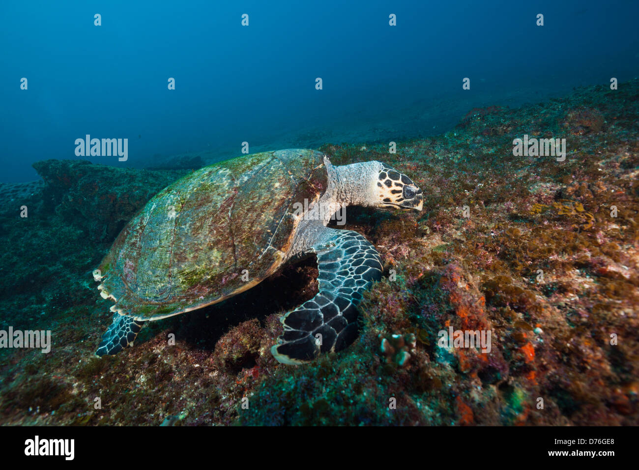 Sea Hawksbill Turtle, Eretmochelys Imbricata, Aliwal Shoal, Indischer Ozean, Südafrika Stockfoto