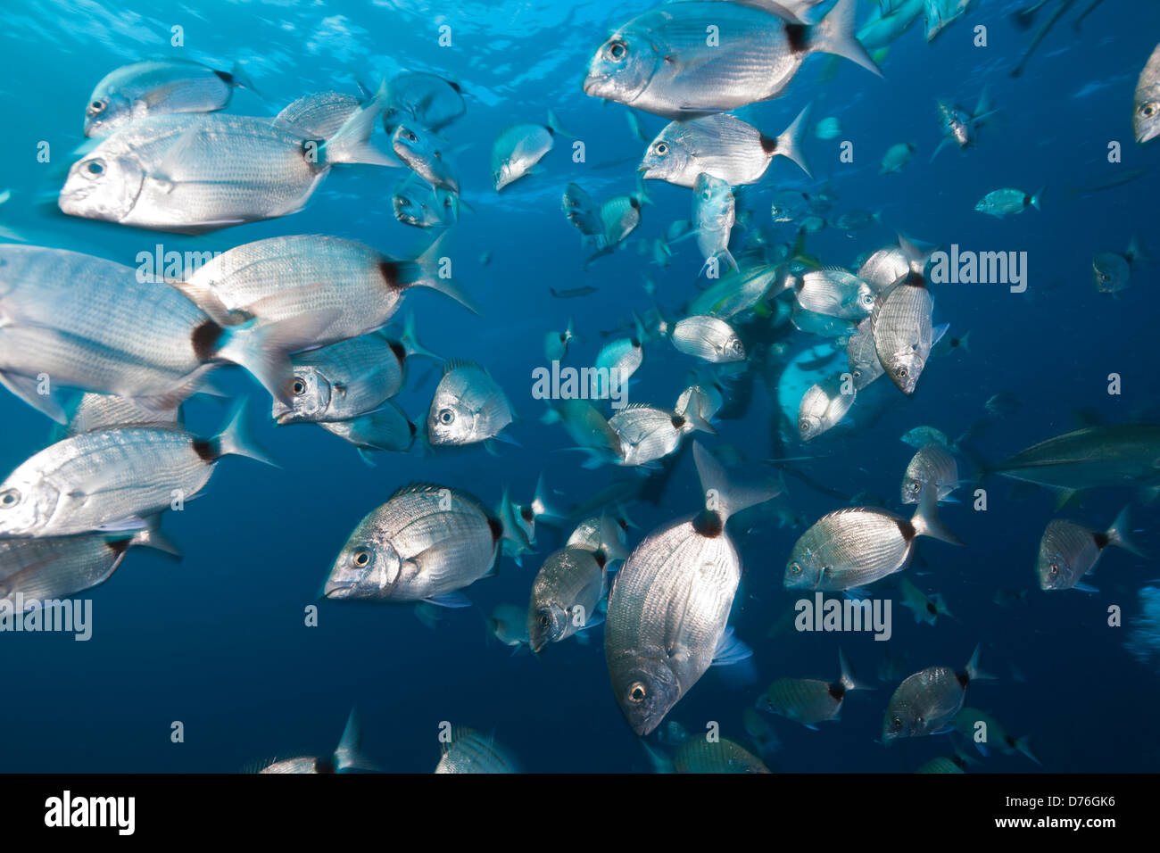 Fischschwarm der Brachsen, Brasse Capensis, Aliwal Shoal, Indischer Ozean, Südafrika Stockfoto