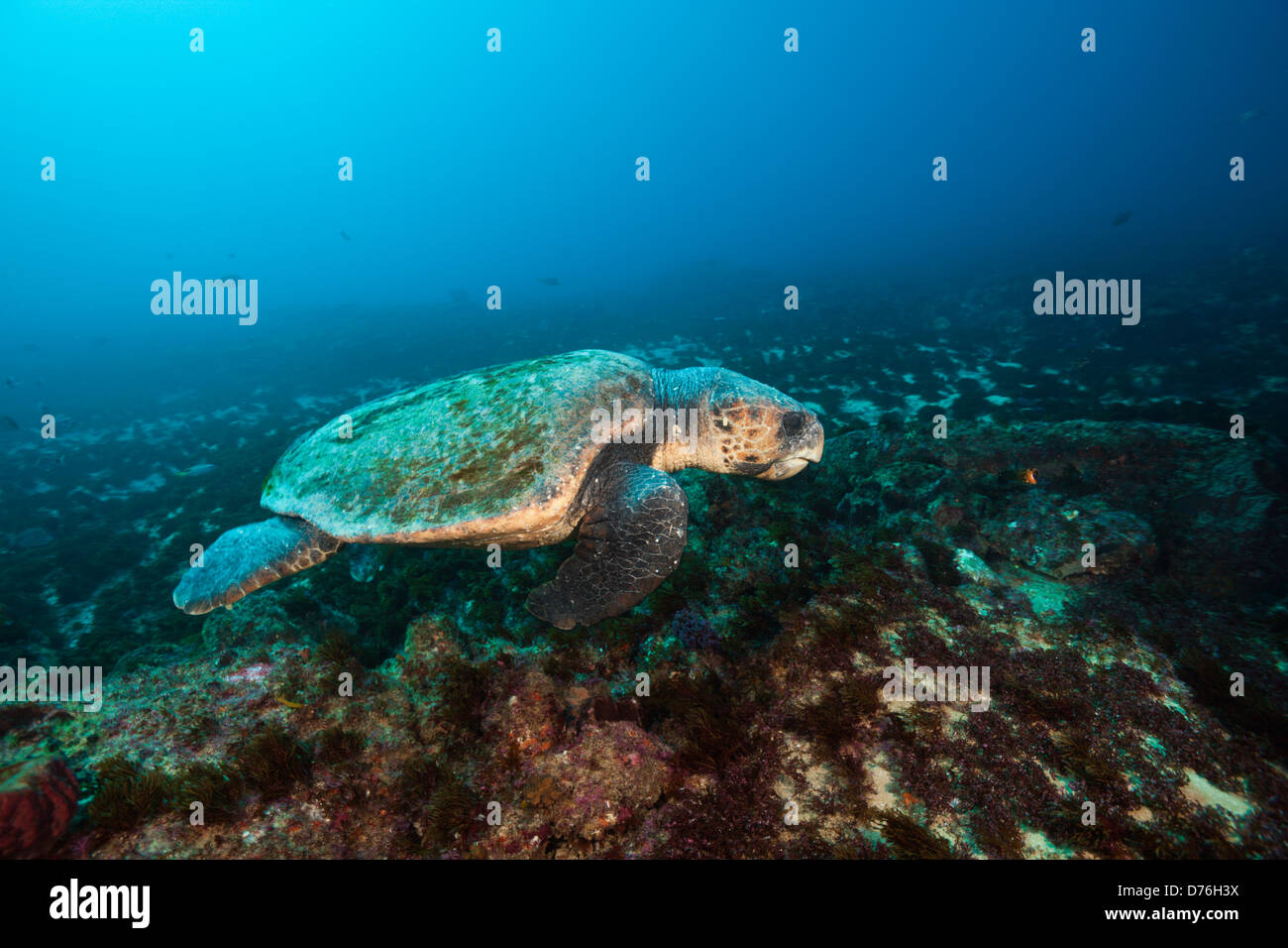 Unechte Meeresschildkröte Caretta Caretta, Aliwal Shoal, Indischer Ozean, Südafrika Stockfoto