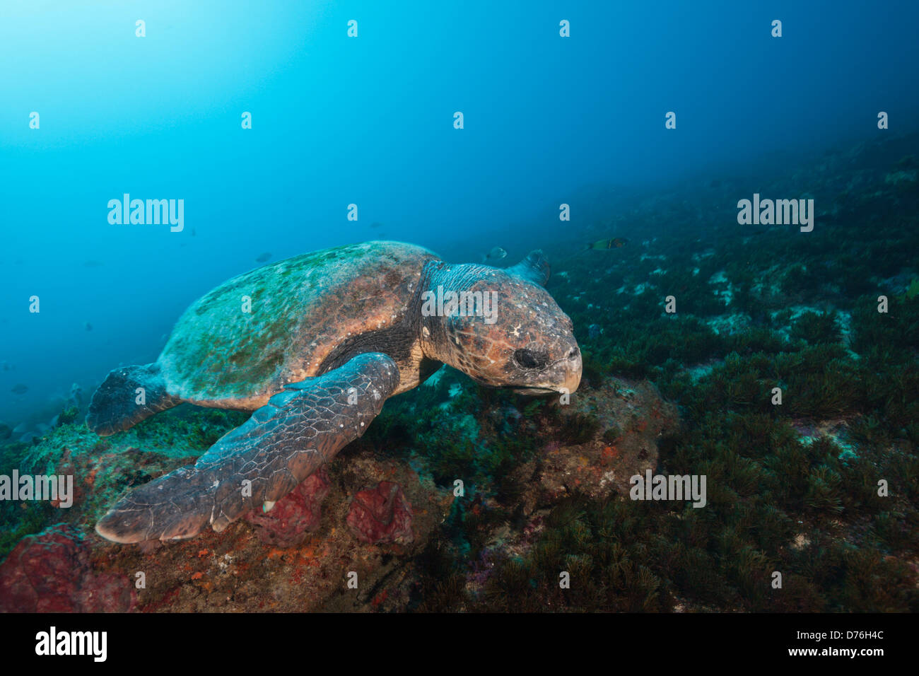 Unechte Meeresschildkröte Caretta Caretta, Aliwal Shoal, Indischer Ozean, Südafrika Stockfoto