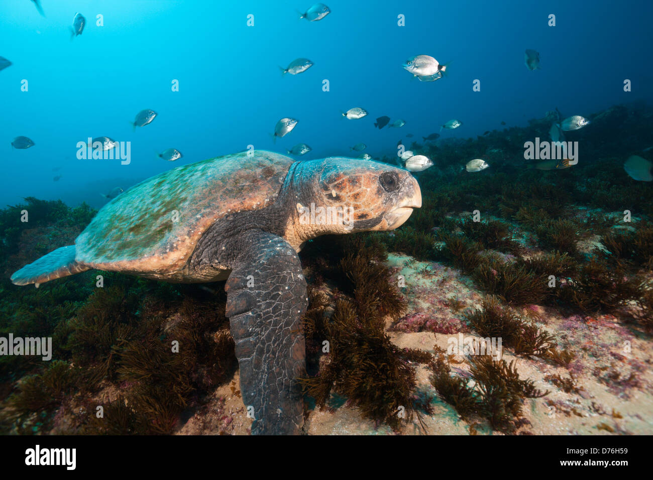 Unechte Meeresschildkröte Caretta Caretta, Aliwal Shoal, Indischer Ozean, Südafrika Stockfoto