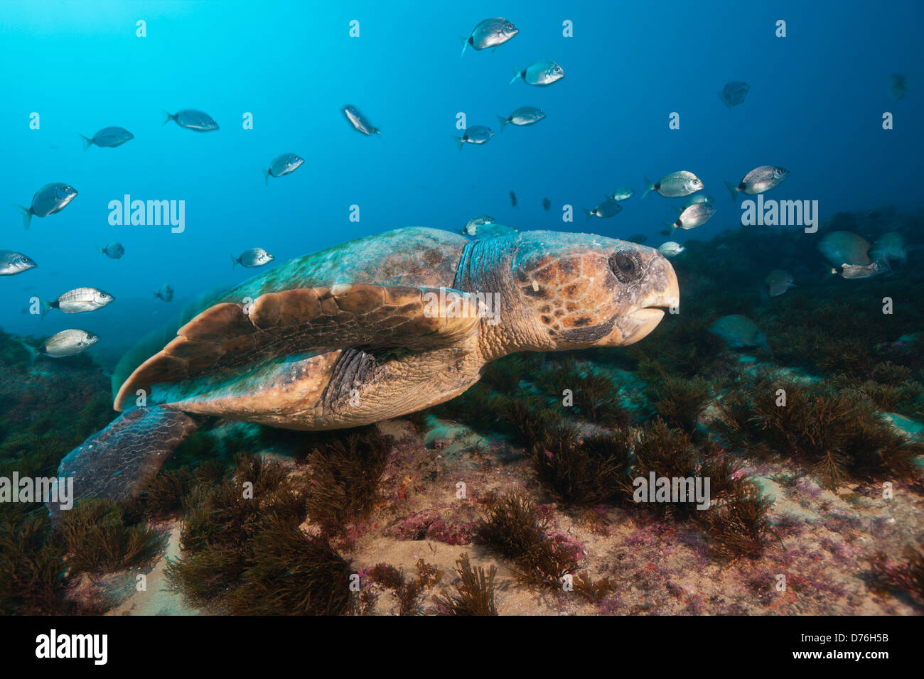 Unechte Meeresschildkröte Caretta Caretta, Aliwal Shoal, Indischer Ozean, Südafrika Stockfoto