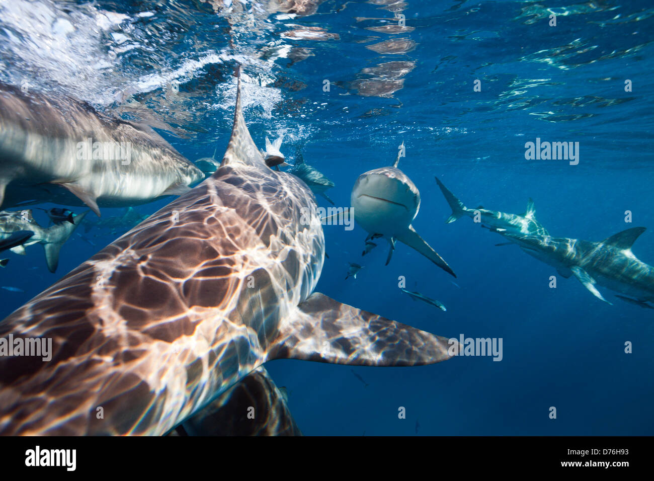 Schwarzspitzen Haie, Carcharhinus Limbatus, Aliwal Shoal, Indischer Ozean, Südafrika Stockfoto