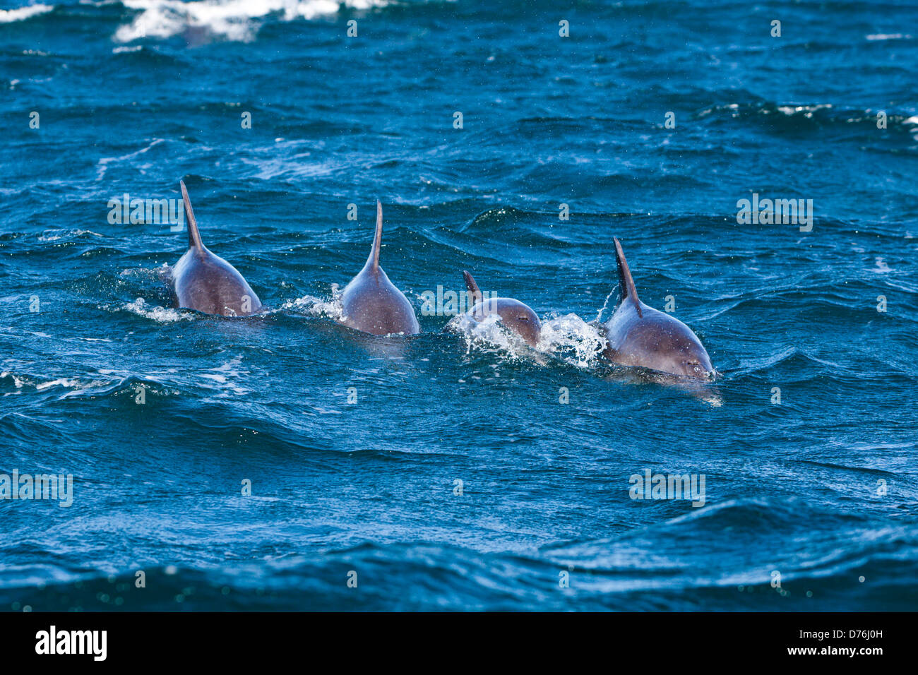 Gemeinen Delphin, Delphinus Capensis, Wild Coast, Cap, Südafrika Stockfoto