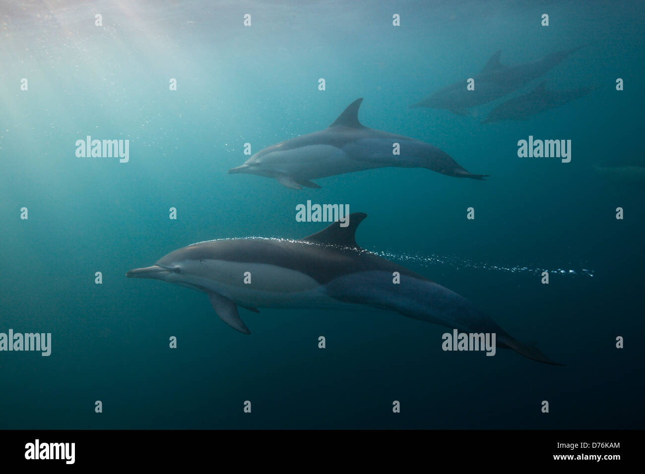 Gemeinen Delphin, Delphinus Capensis, Indischer Ozean, Wild Coast, South Africa Stockfoto