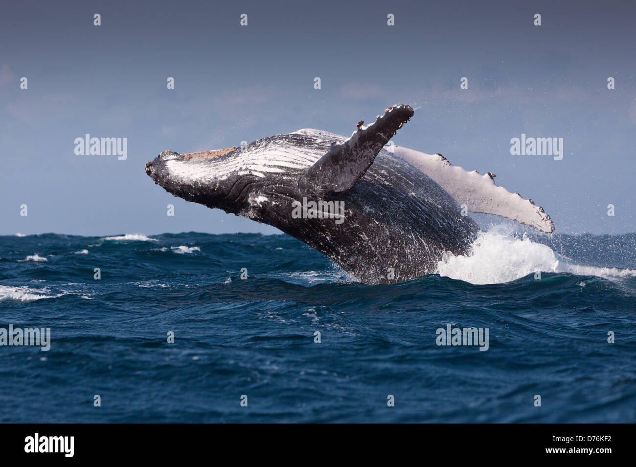 Verletzung der Buckelwal, Impressionen Novaeangliae, Indischer Ozean, Wild Coast, South Africa Stockfoto