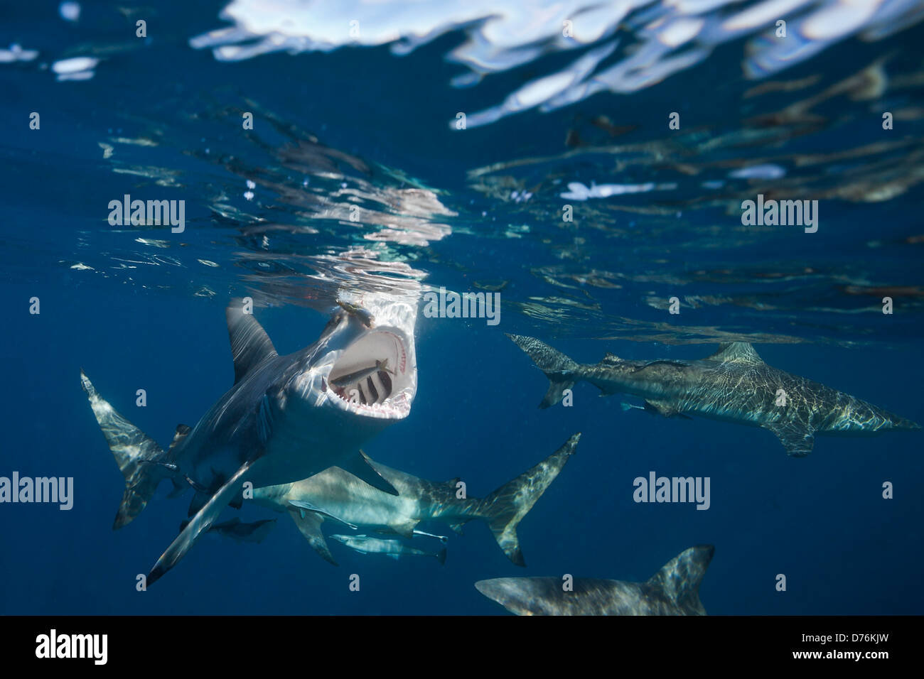 Schwarzspitzen Haie, Carcharhinus Limbatus, Indischer Ozean, Wild Coast, South Africa Stockfoto