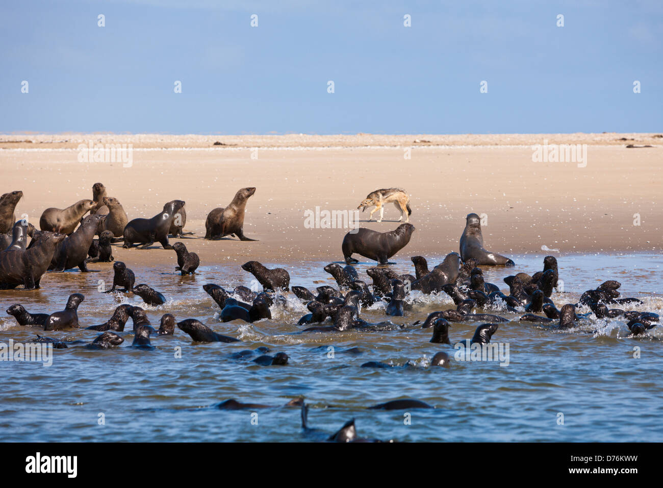 Robben, Arctocephalus percivali, Walvis Bay, Namibia Stockfoto