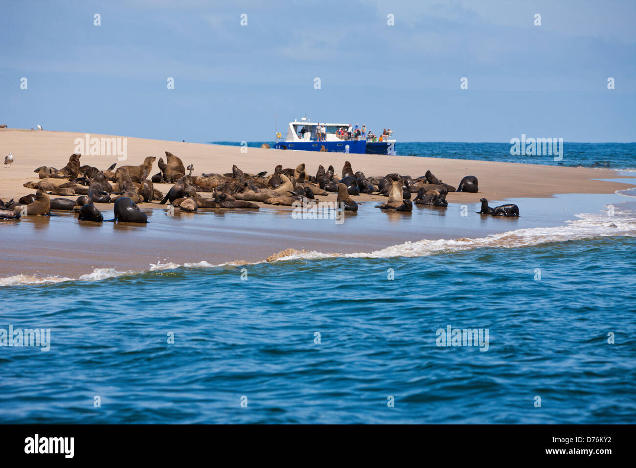 Robben und touristischen Boot, Arctocephalus percivali, Walvis Bay, Namibia Stockfoto
