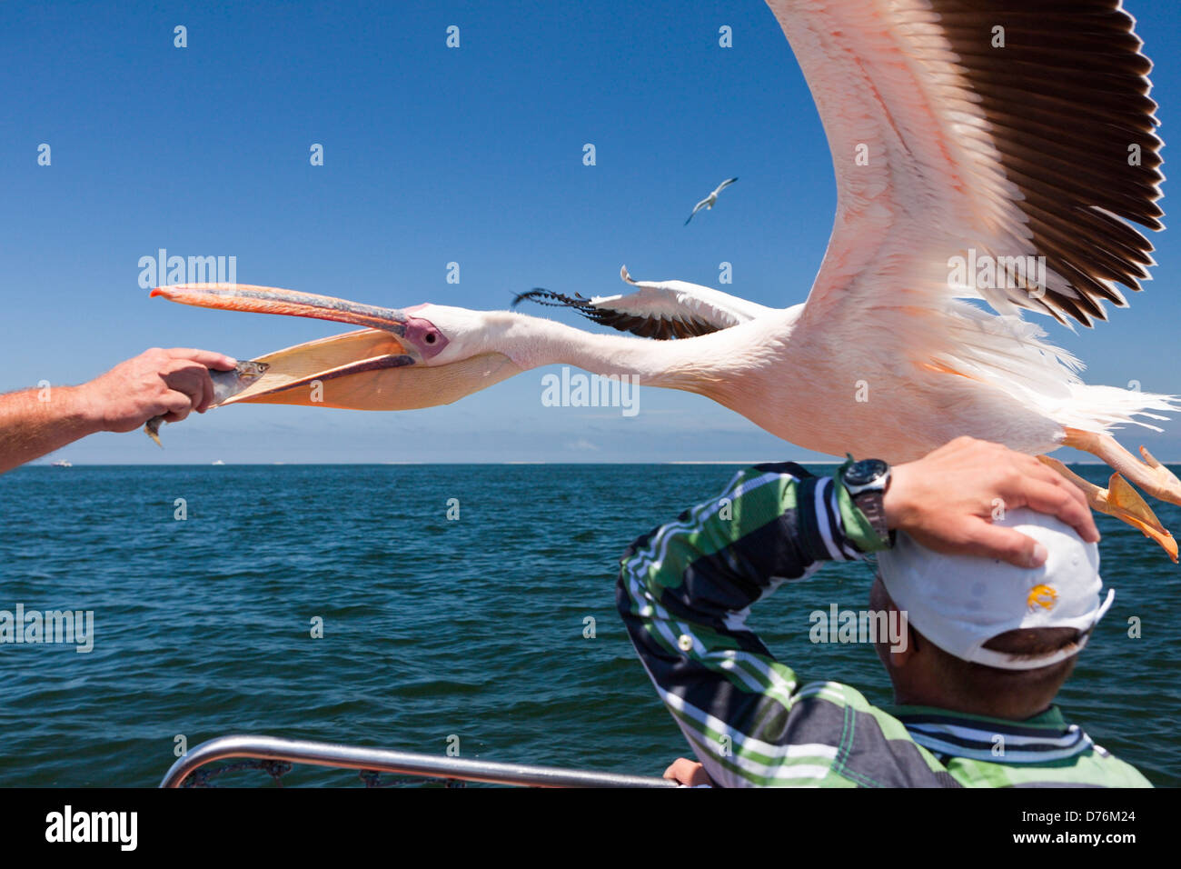 Fütterung der große weiße Pelikane Pelecanus Onocrotalus, Walvis Bay, Namibia Stockfoto