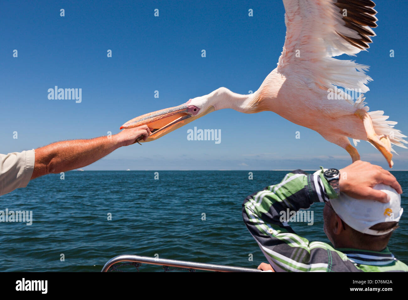 Fütterung der große weiße Pelikane Pelecanus Onocrotalus, Walvis Bay, Namibia Stockfoto