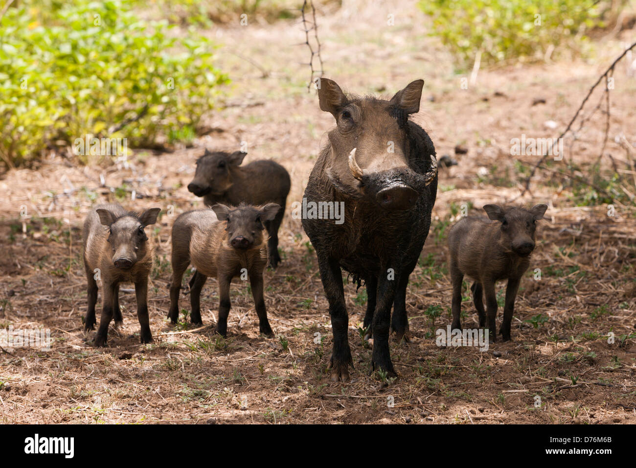 Gemeinsamen Warzenschwein, Phacochoerus Africanus, Namibia Stockfoto