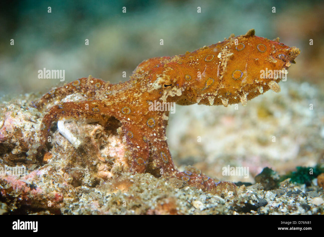 Blau-beringte Krake, Lembeh Strait, Sulawesi, Indonesien. Stockfoto