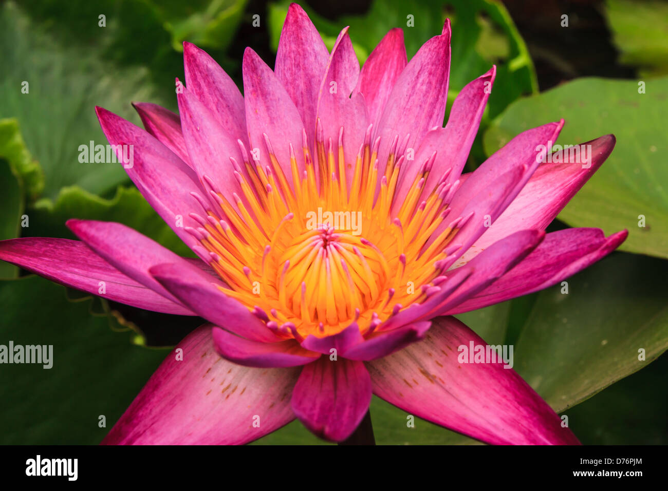 Pink Lotus mit gelb in den Sumpf, Stockfoto