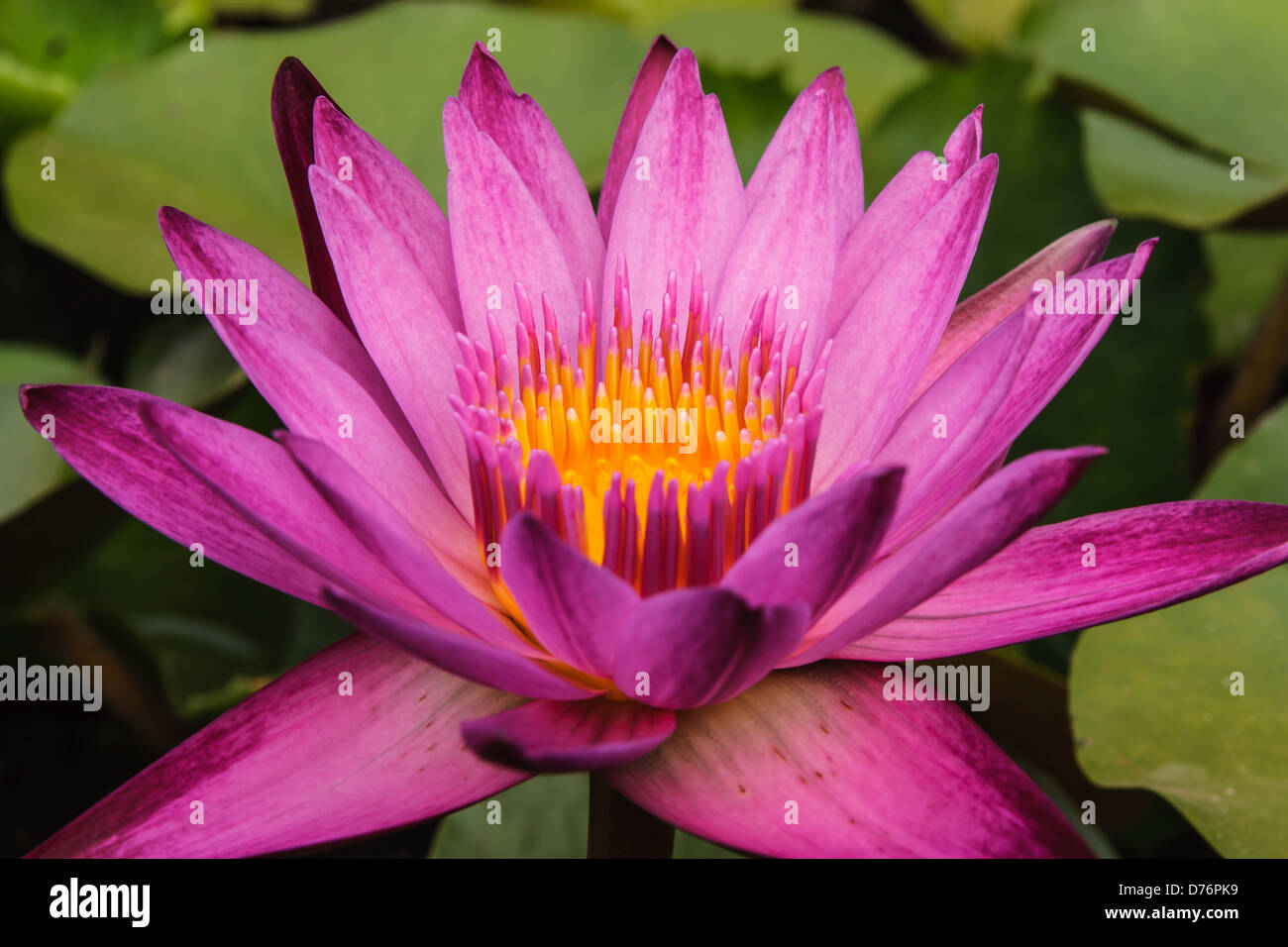 Zwei violette Lotusse mit gelben Staubgefäßen im Sumpf Stockfoto