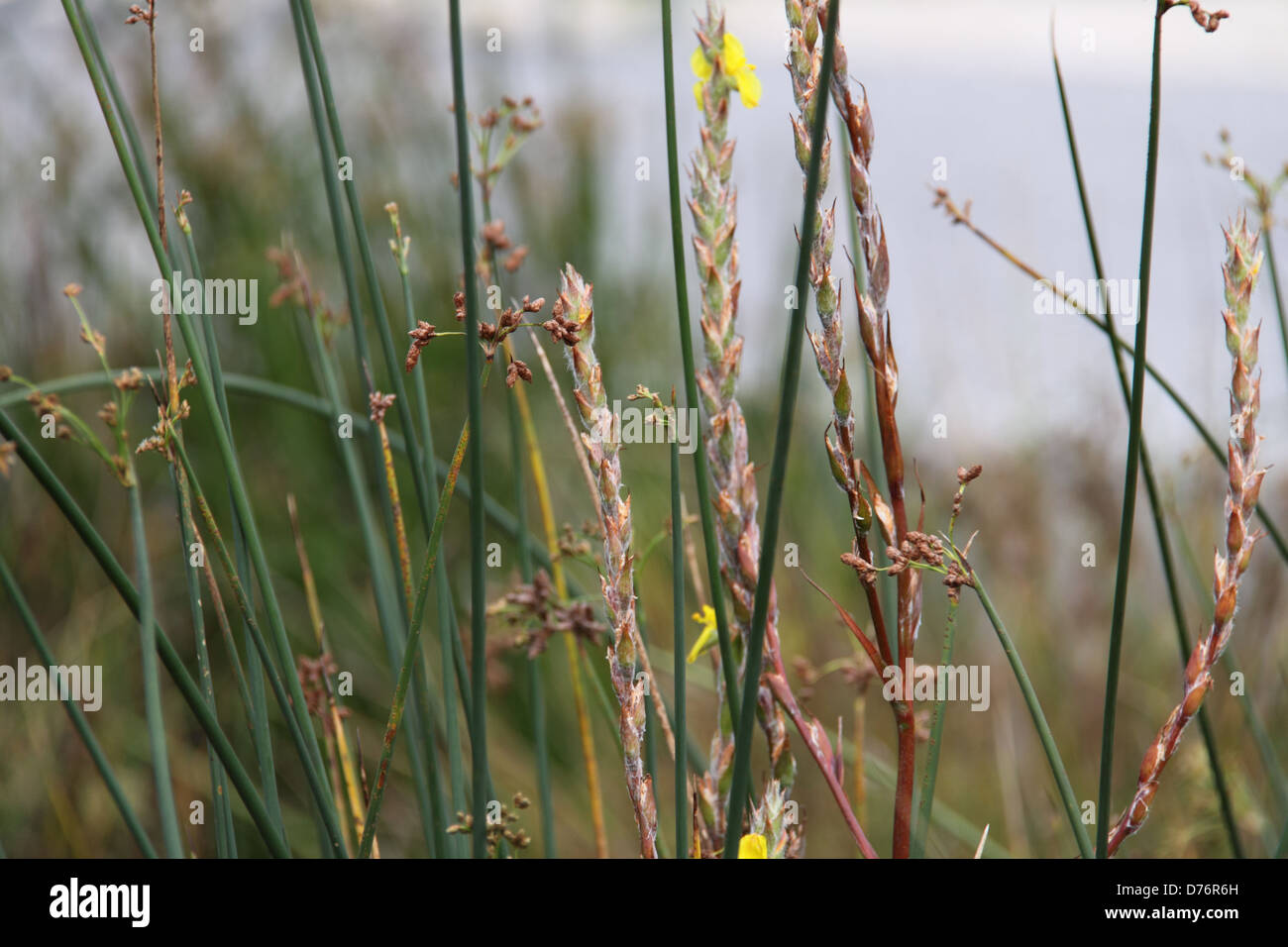 Blühende Woolly Seerosen (Philydrum Lanuginosum), Gold Coast Stockfoto