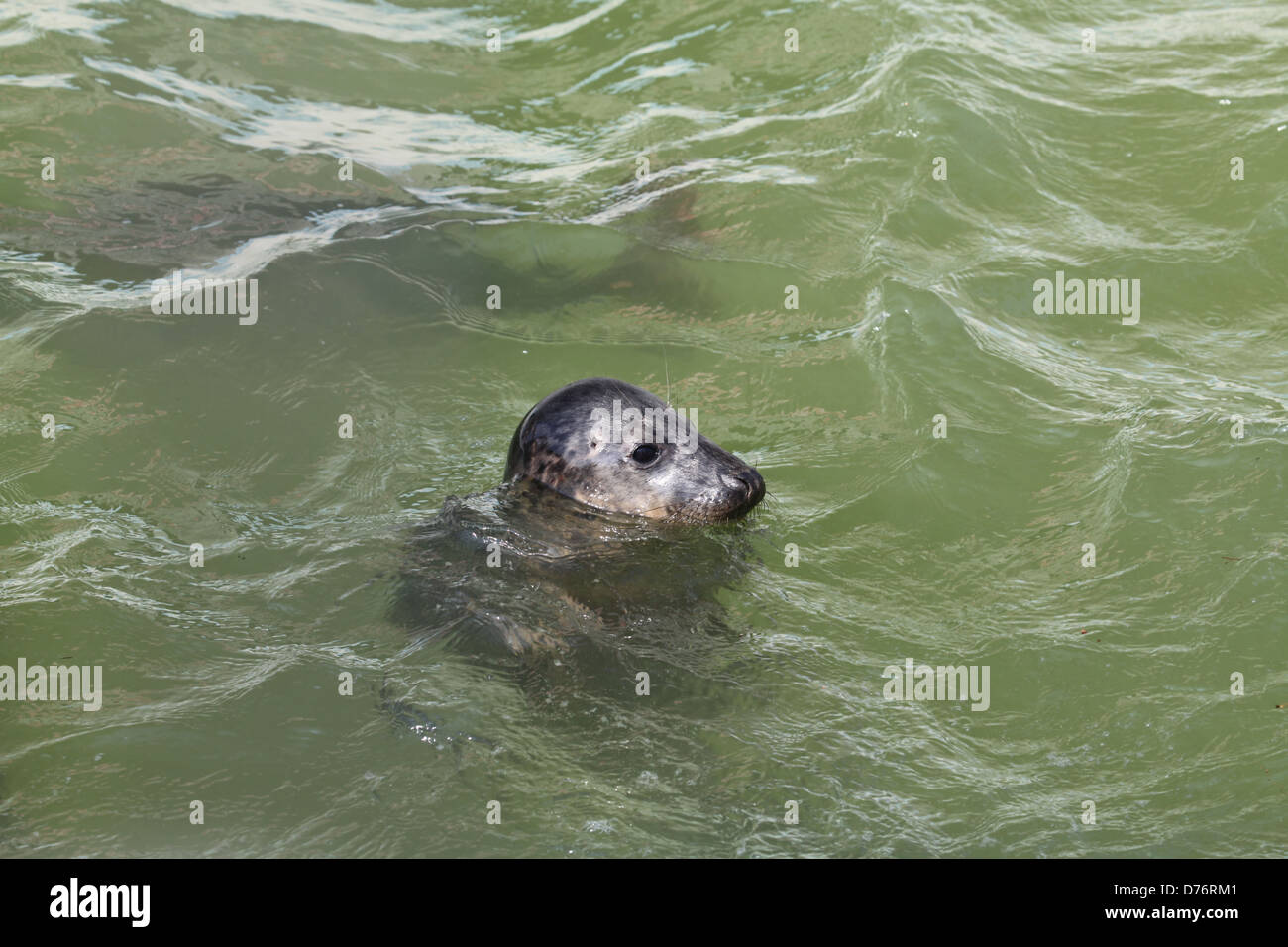 Dichtung am Cornish versiegeln Heiligtum in Gweek, Cornwall, UK Stockfoto