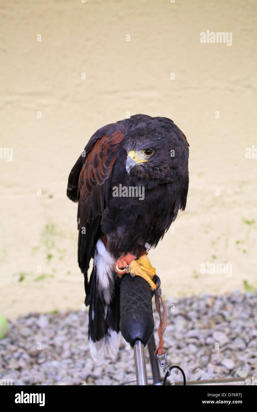 Harris Hawk (Parabuteo Unicinctus) am Cornish Birds Of Prey Centre, Winnards Barsch, Cornwall, UK Stockfoto