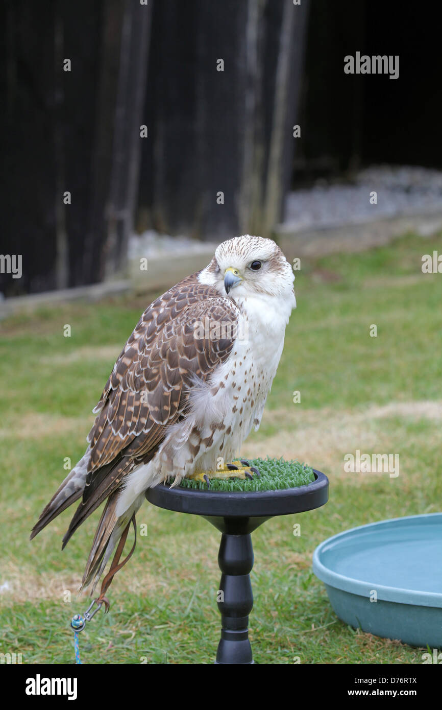 Eine Kreuzung zwischen Gerfalken (Falco Rusticolus) und Sakerfalken (Falco Cherrug) am Cornish Birds Of Prey Zentrum Stockfoto