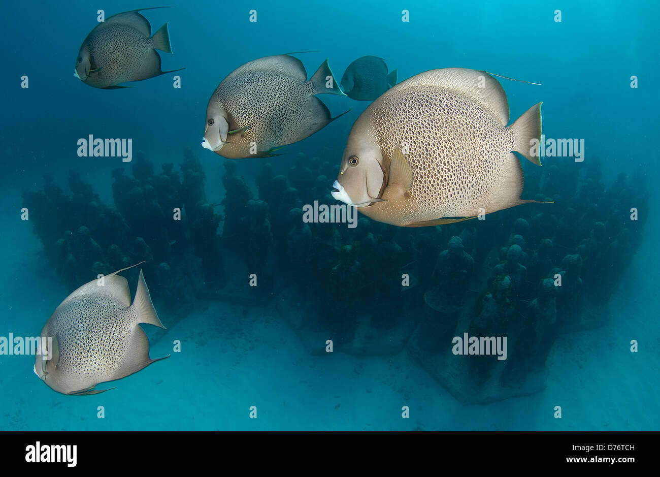 Grauer Kaiserfisch-Pomacanthus Arcuatus Schulbildung Parasiten Tod Haut auf Unterwasser-Museum Cancun Quintana Roo gereinigt werden Stockfoto