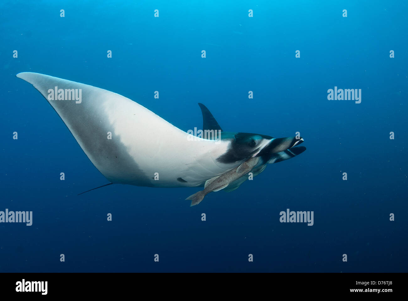 Manta Ray-Manta Birostris auf Reinigungsstation Socorro Insel Revillagigedo-Inseln Manzanillo Colima, Mexiko Stockfoto