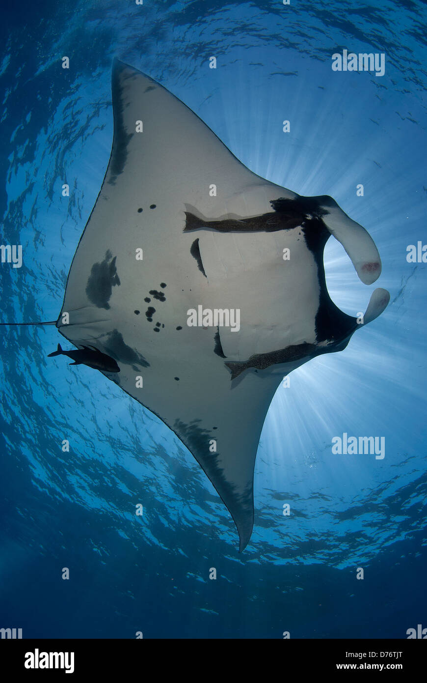 Giant Manta ray-Manta Birostris schwimmen Unterwasser San Benedicto Insel Revillagigedo-Inseln Manzanillo Colima Mexiko Stockfoto