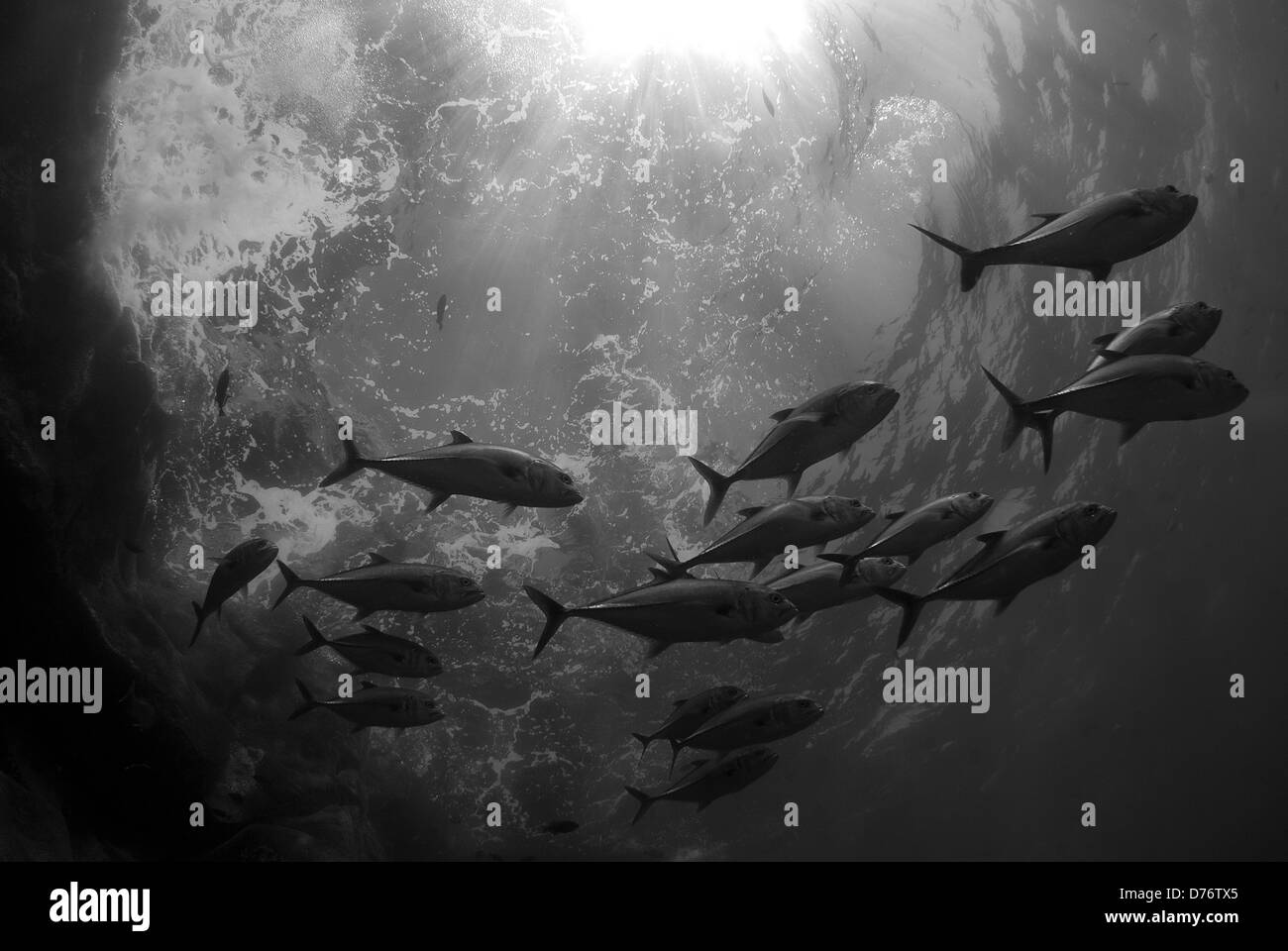 Schule Jack Fische schwimmen unter Wasser Roca Partida Revillagigedo-Inseln Manzanillo Colima-Mexiko Stockfoto