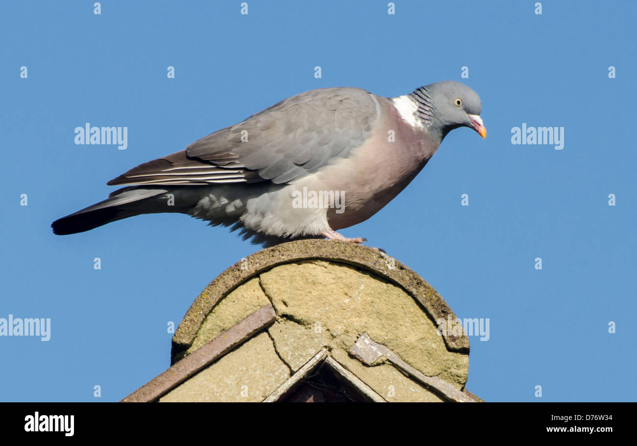Woodpigeon (Columba Palumbus) steht auf einem Dach gegen blauen Himmel. Stockfoto