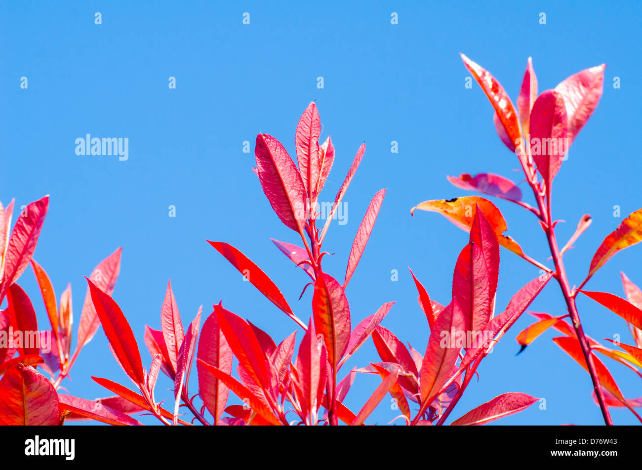 Blätter von einem Red Robin Strauch (Photinia X fraseri) gegen blauen Himmel im Frühjahr. Stockfoto