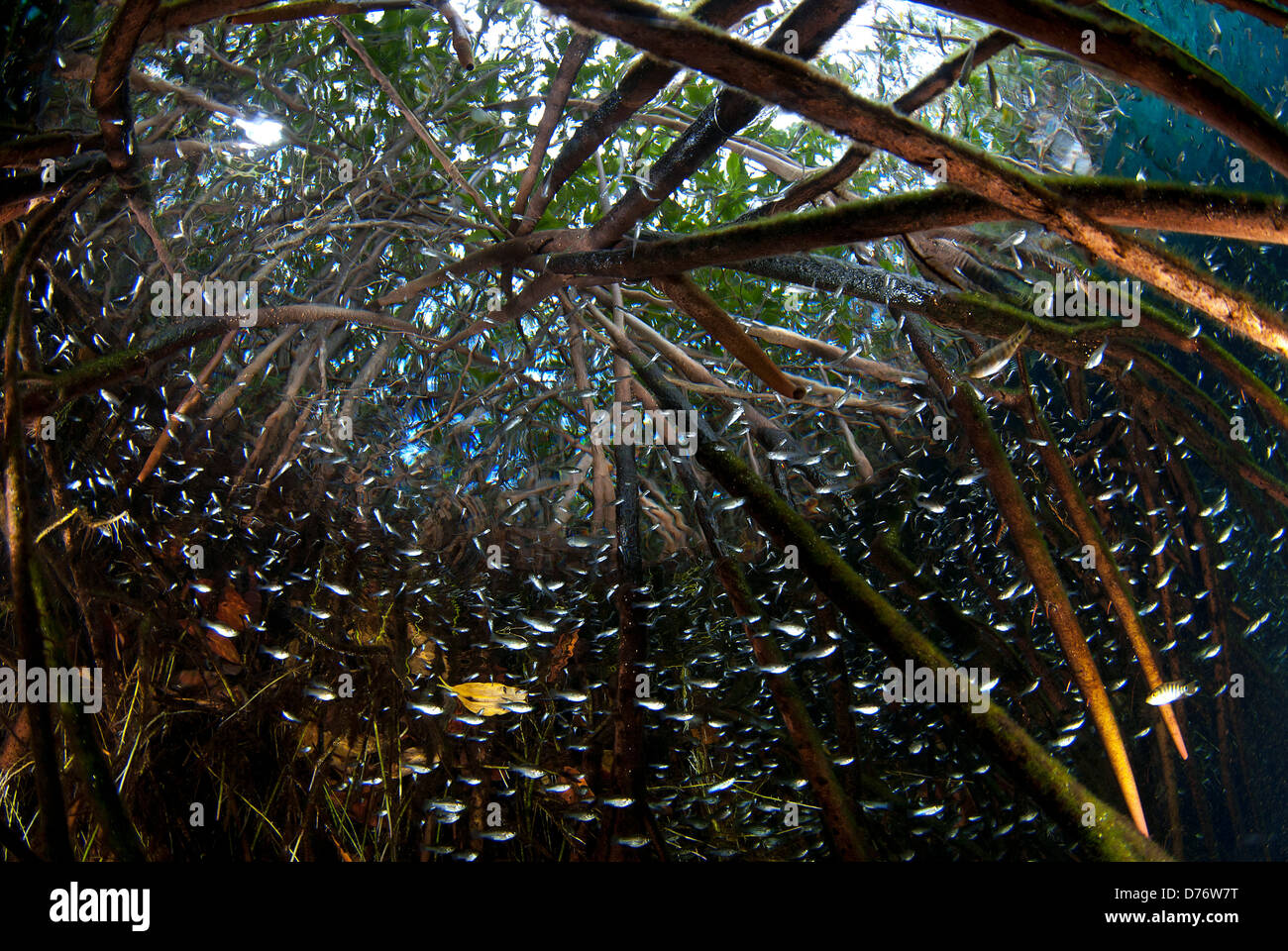 Mangrovewurzeln in Casa Cenote Tulum Riviera Maya Quintana Roo Halbinsel Yucatan Mexiko Stockfoto