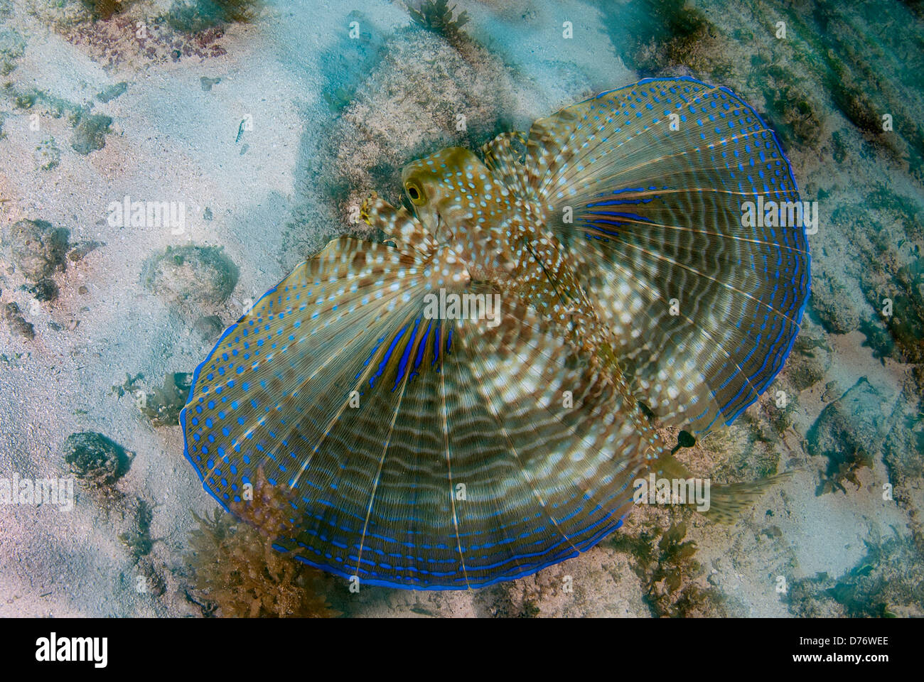 Fliegen Gurnard Dactylopterus Volitans schwimmen entlang sandigen Boden Cancun Isla Mujeres Quintana Roo Halbinsel Yucatan Mexiko Stockfoto