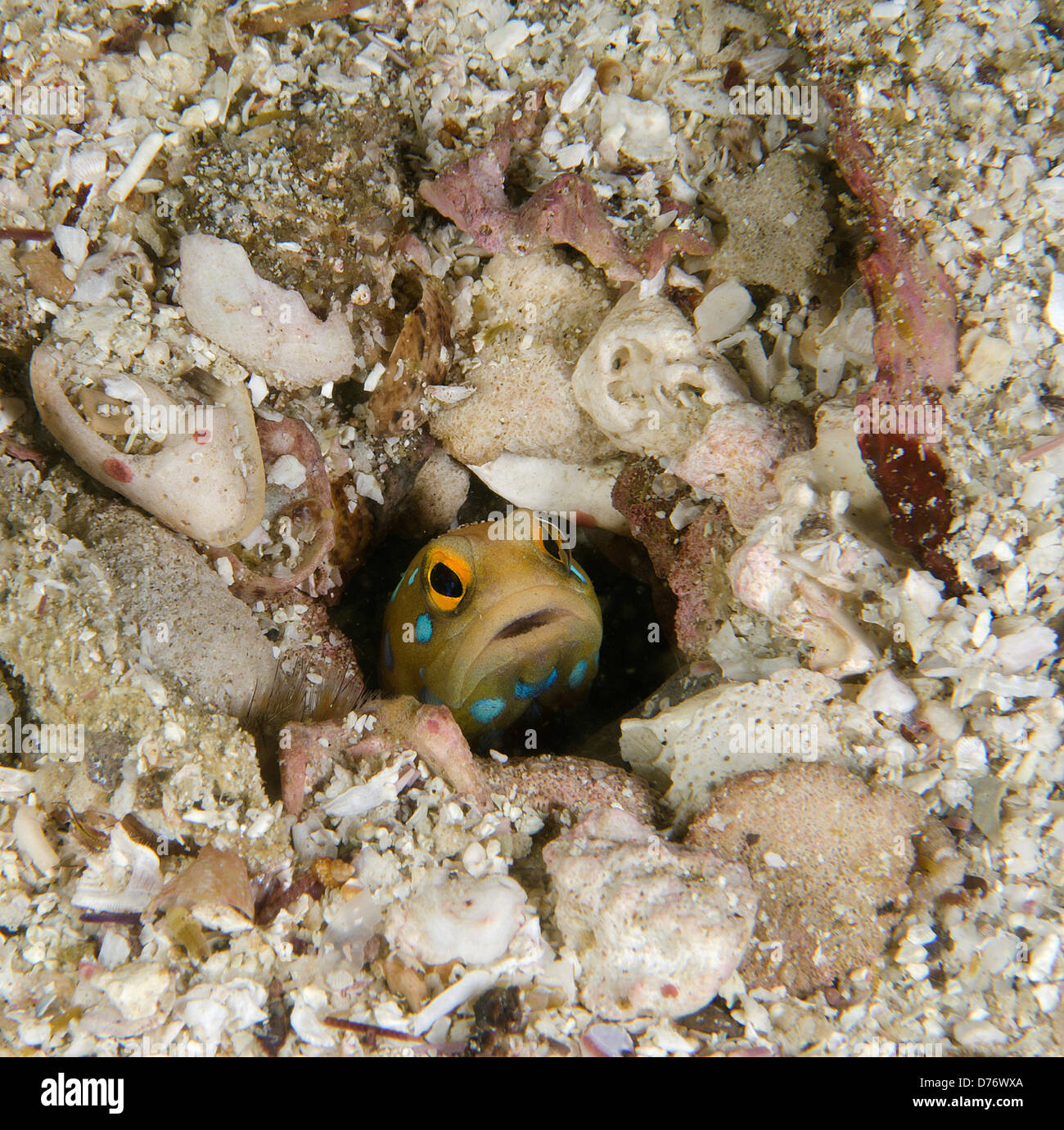 Blue Spotted Kieferfischen Opistognathus Rosenblatti spähen Loch Sea Cortez Baja California Mexiko Stockfoto