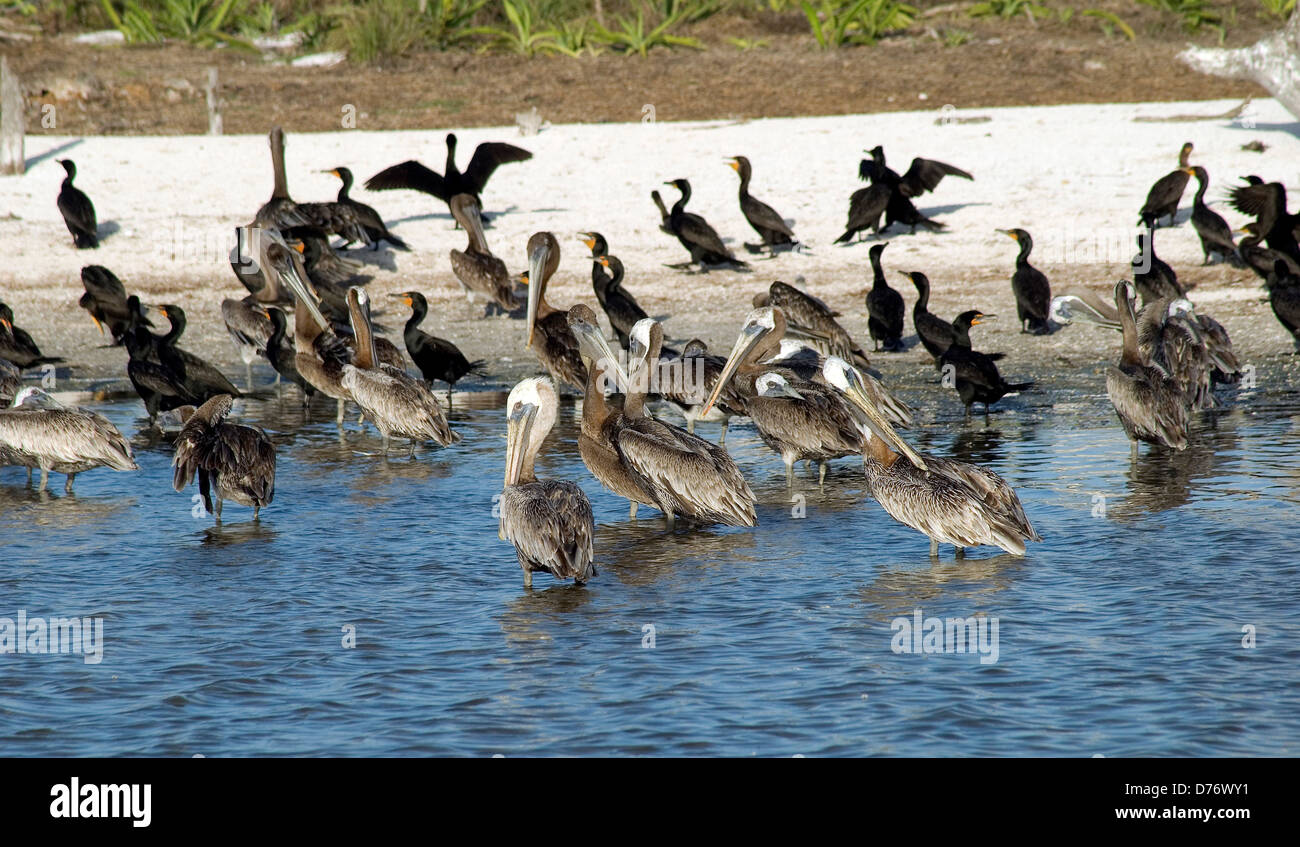 Herde Kormoran Pelikane am Vogelschutzgebiet Insel Holbox Mexiko Stockfoto