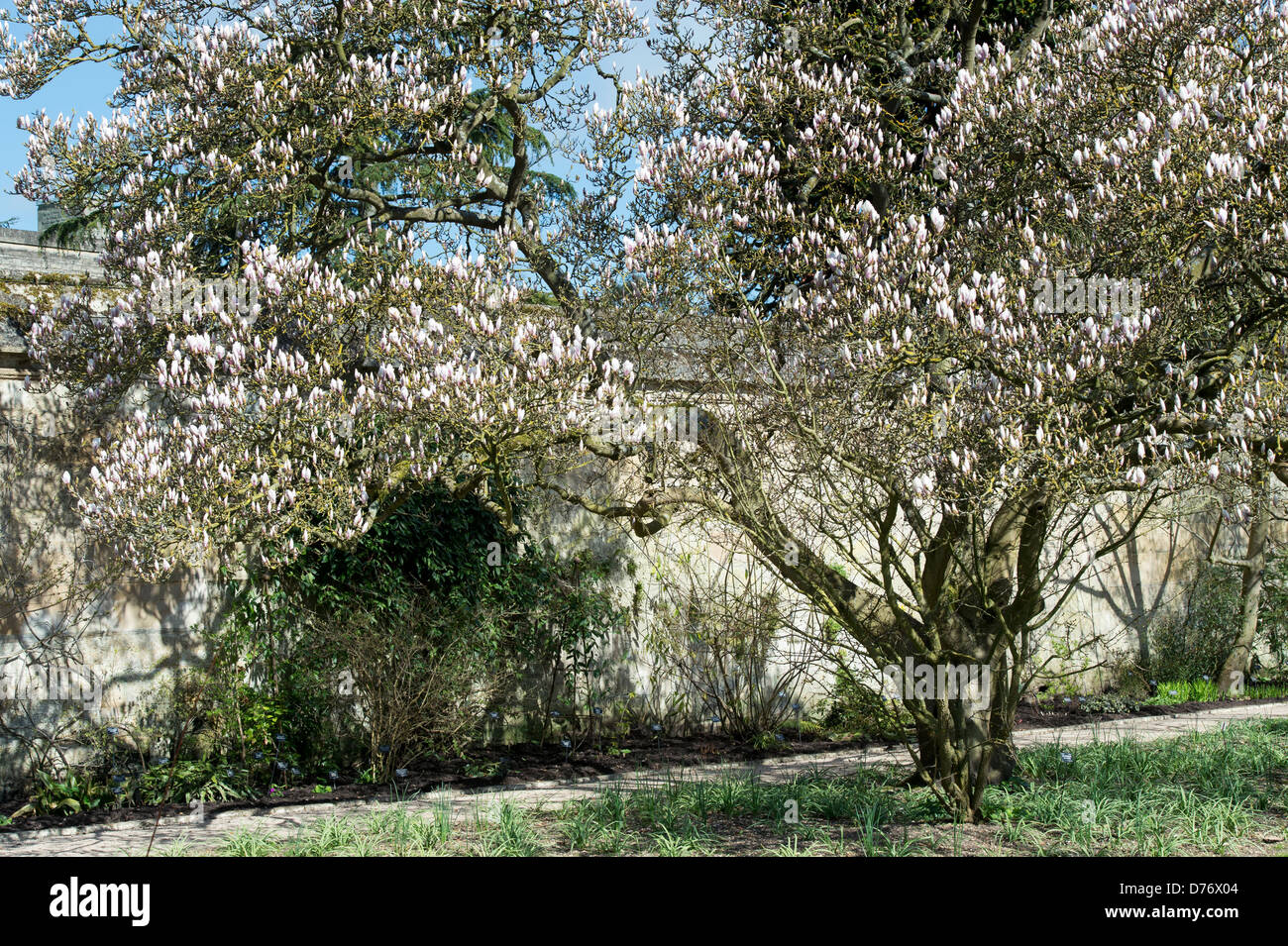 Magnolia X Soulangiana Baum Blütenknospen in Oxford botanischen Gärten. Oxfordshire, England Stockfoto
