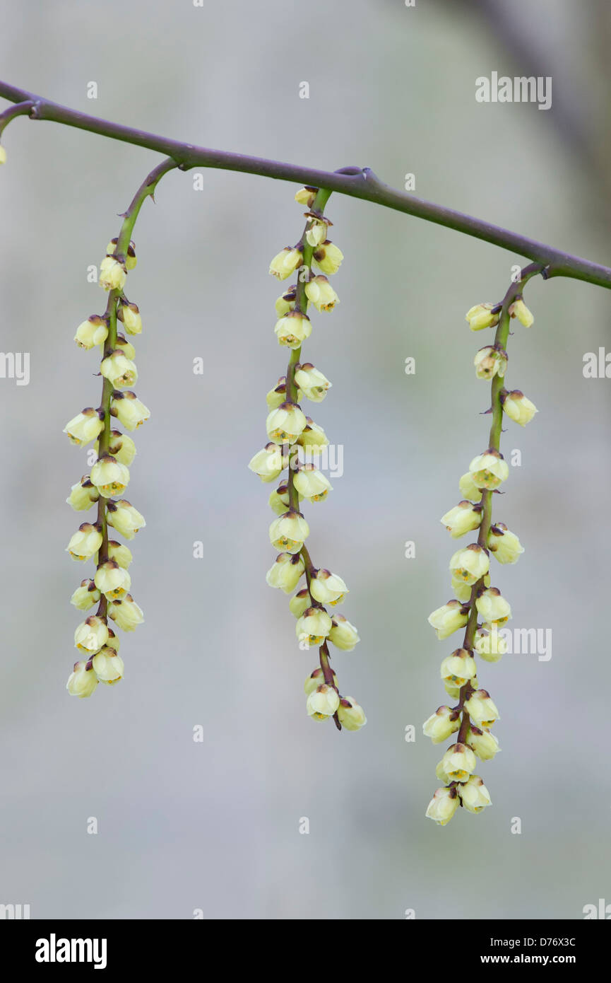 Stachyurus Chinensis. Chinesische Stachyurus Pflanze im zeitigen Frühjahr. UK Stockfoto