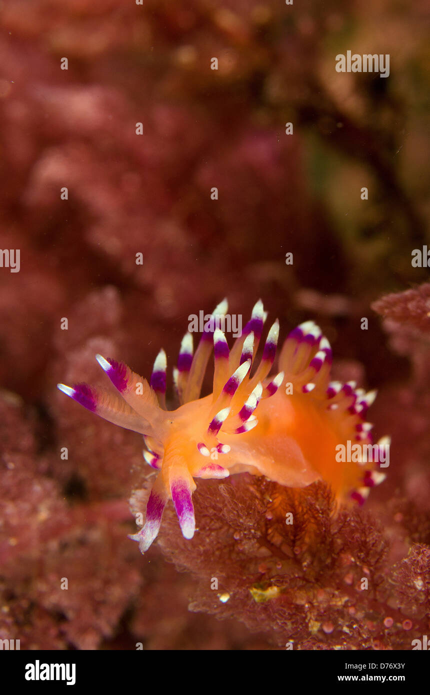 Flabellina Marcusorum Nacktschnecken Porträt auf Meeresalgen Meer Cortez Baja California Mexiko Stockfoto