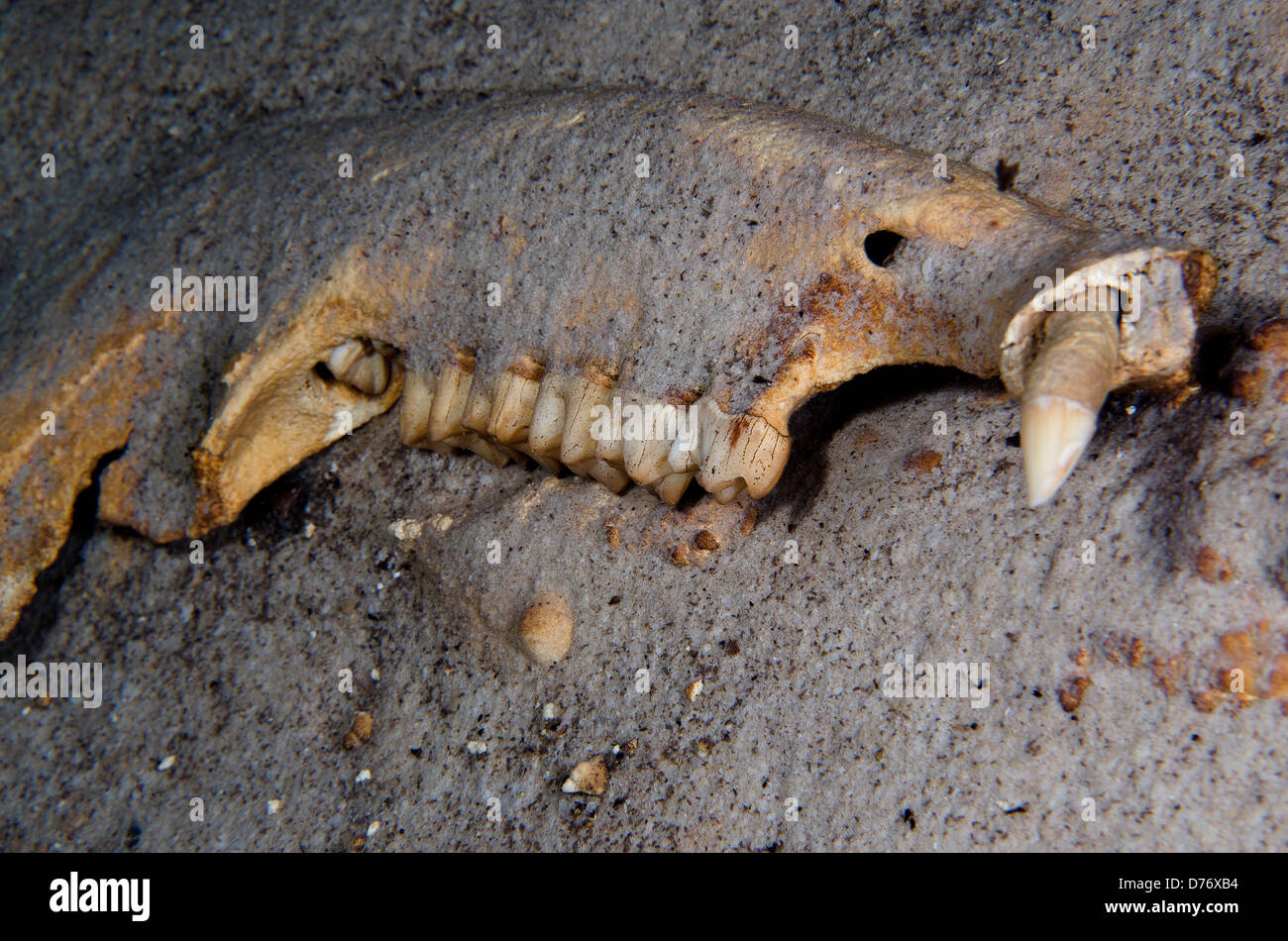 Quintana Roo Mexiko Yucatan Halbinsel prähistorische Tapir Knochen Oberkiefer in überfluteten Höhle in der Nähe von cenote Stockfoto