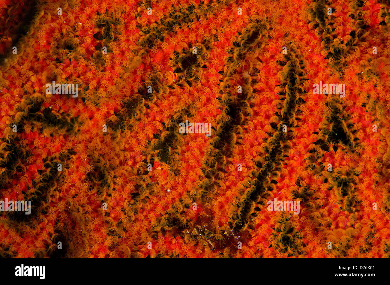 Mexiko Baja California Sea Cortez Gorgonien detail Stockfoto