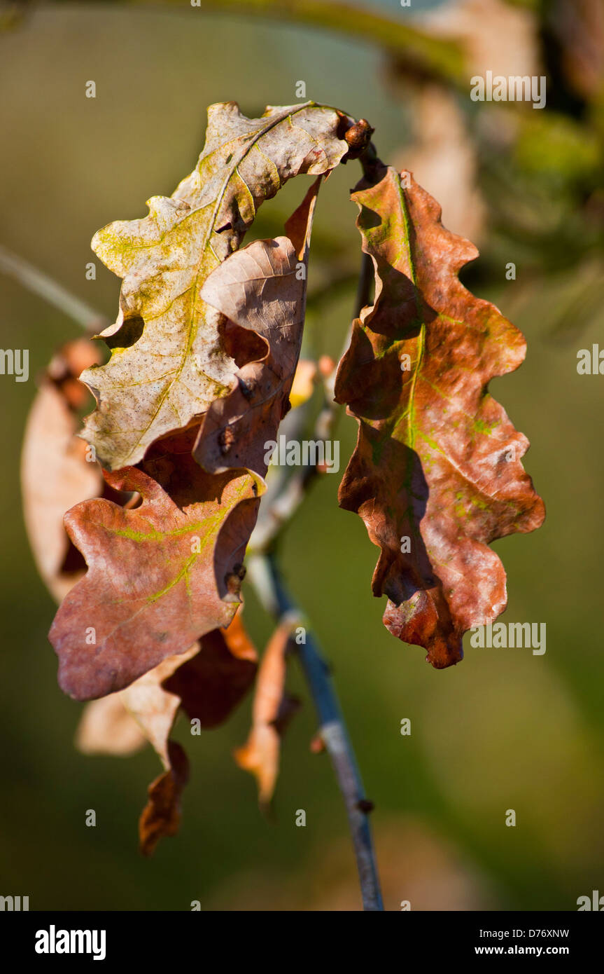 Braunes totes blatt Fotos und Bildmaterial in hoher Auflösung Alamy