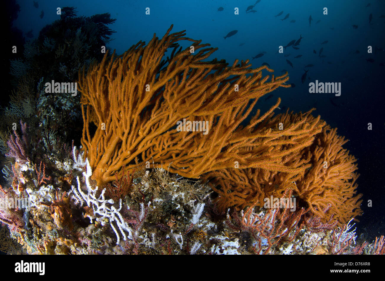 Mexiko Baja California Meer Cortez weichen Korallen oder Gorgonien am Riff Stockfoto