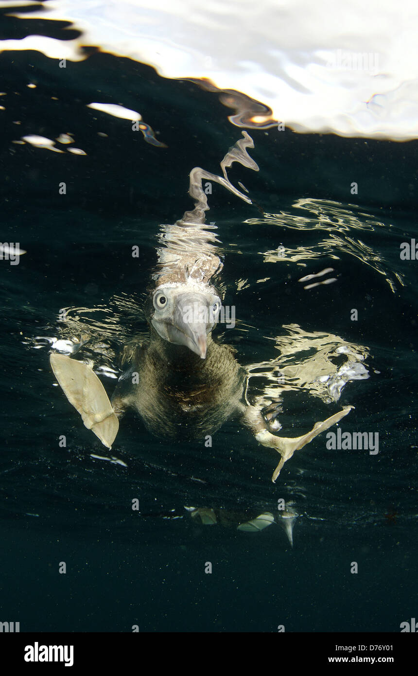 Mexiko Baja California Sea Cortez Unterwasserblick braun Sprengfallen Vogel Sula Leucogaster ruht auf Oberfläche Stockfoto