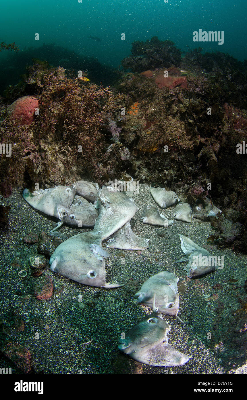 Mexiko Baja California Meer Cortez Tote Fische Köpfe auf unteren See Stockfoto