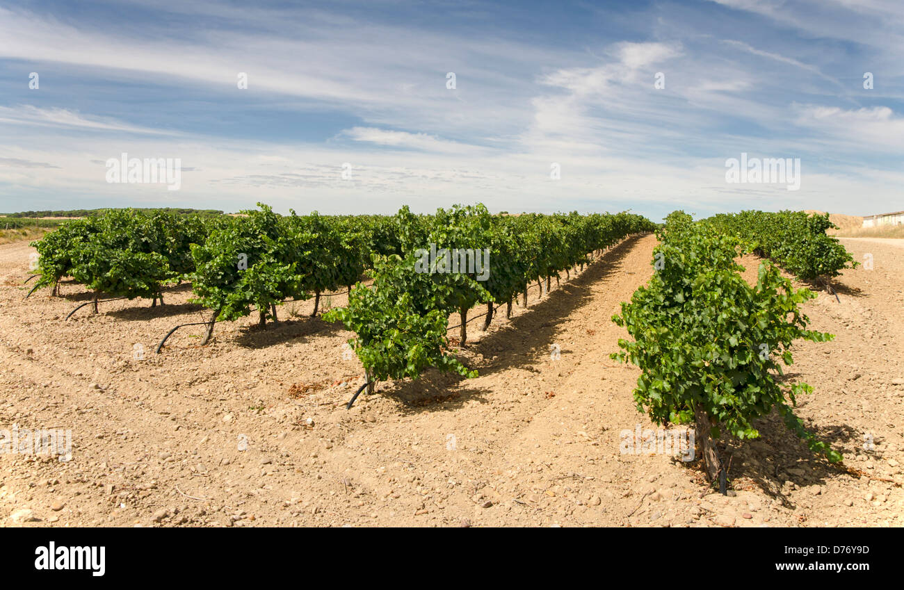 Ein Weingut in Kastilien und León, Spanien, mit Tröpfchenbewässerung Stockfoto