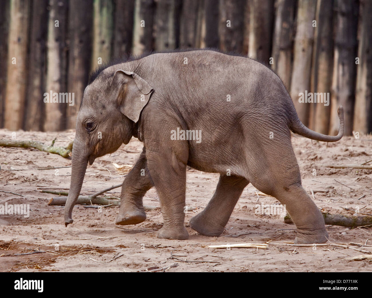 Asiatischer Elefant (Elephas Maximus) Kalb Stockfoto